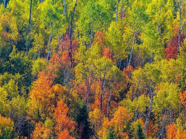 Gulin, Sylvia 아티스트의 USA-Utah-east of Logan on highway 89 fall color Canyon Maple and Aspens작품입니다.